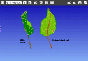 View "Science K-1:  Observation of a Leaf" Etoys Project
